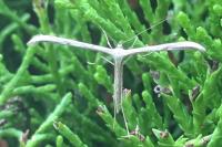 Emmelina monodactyla
