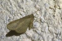 Operophtera brumata
