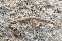 Emmelina monodactyla