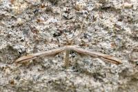 Emmelina monodactyla