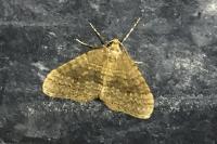 Operophtera brumata