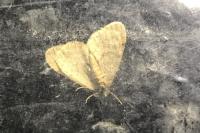 Operophtera brumata