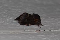 Poecilocampa populi