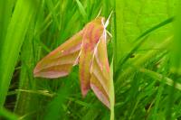 Deilephila elpenor