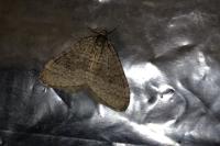 Operophtera brumata