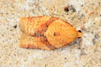Clepsis consimilana