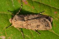 Agrotis segetum