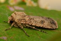 Agrotis segetum