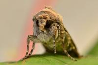 Agrotis segetum