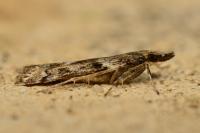 Eudonia angustea
