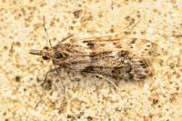 Eudonia angustea