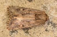 Luperina testacea