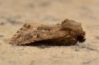 Luperina testacea