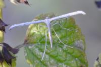 Emmelina monodactyla