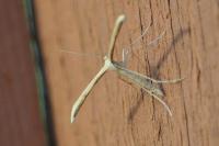 Emmelina monodactyla