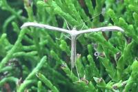 Emmelina monodactyla