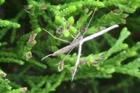 Emmelina monodactyla