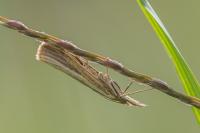 Agriphila tristella