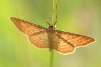 Idaea ochrata