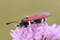 Zygaena sarpedon