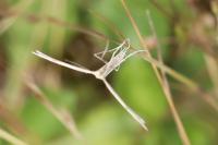 Emmelina monodactyla