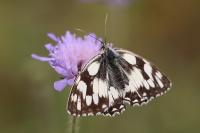 Melanargia galathea