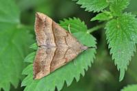 Hypena proboscidalis