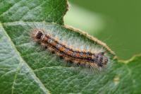 Lymantria dispar