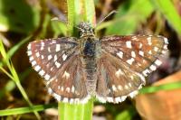 Pyrgus malvae