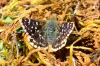 Spialia sertorius