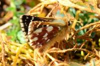 Spialia sertorius