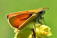 Thymelicus sylvestris