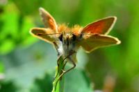 Thymelicus sylvestris