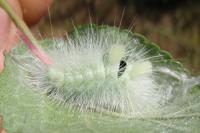 Calliteara pudibunda