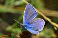 Polyommatus icarus