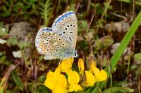 Lysandra bellargus