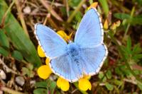 Lysandra bellargus