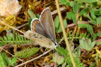Lysandra bellargus