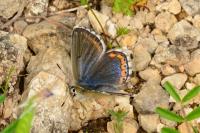 Lysandra bellargus