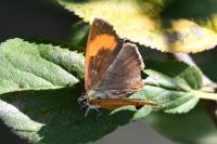 Thecla betulae