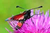 Zygaena sarpedon