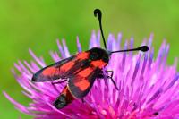 Zygaena sarpedon