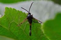 Synanthedon myopaeformis