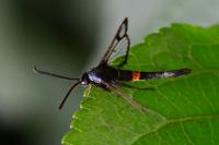Synanthedon myopaeformis