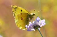 Colias