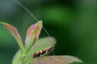 Nemophora degeerella