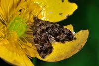 Anthophila fabriciana