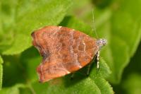 Choreutis nemorana