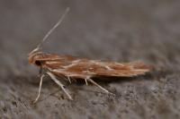 Pyroderces argyrogrammos