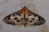 Anania hortulata